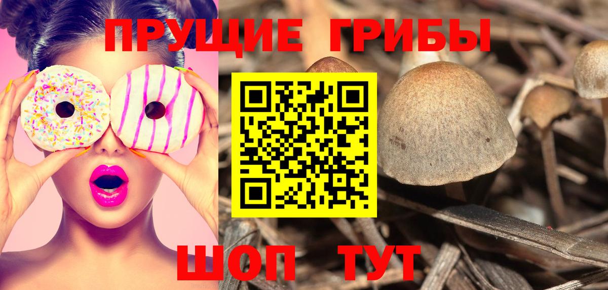 Галлюциногенные грибы Psilocybine cubensis Зима